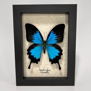 COPY - 5x7 framed exotic Papilio ulysses 🦋